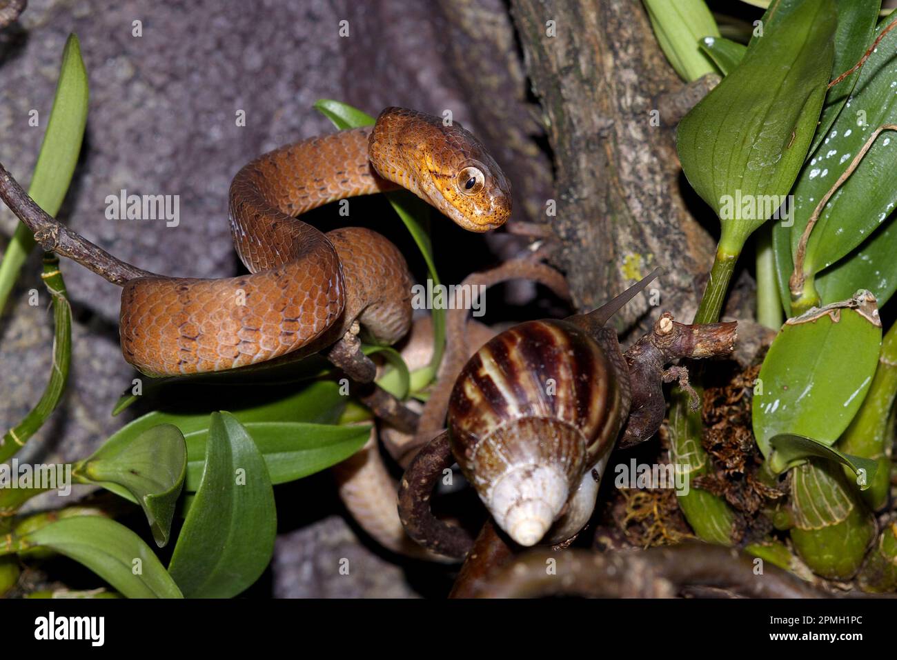 Pareas carinatus, Gekielte Schneckennatter, keeled snail eating snake