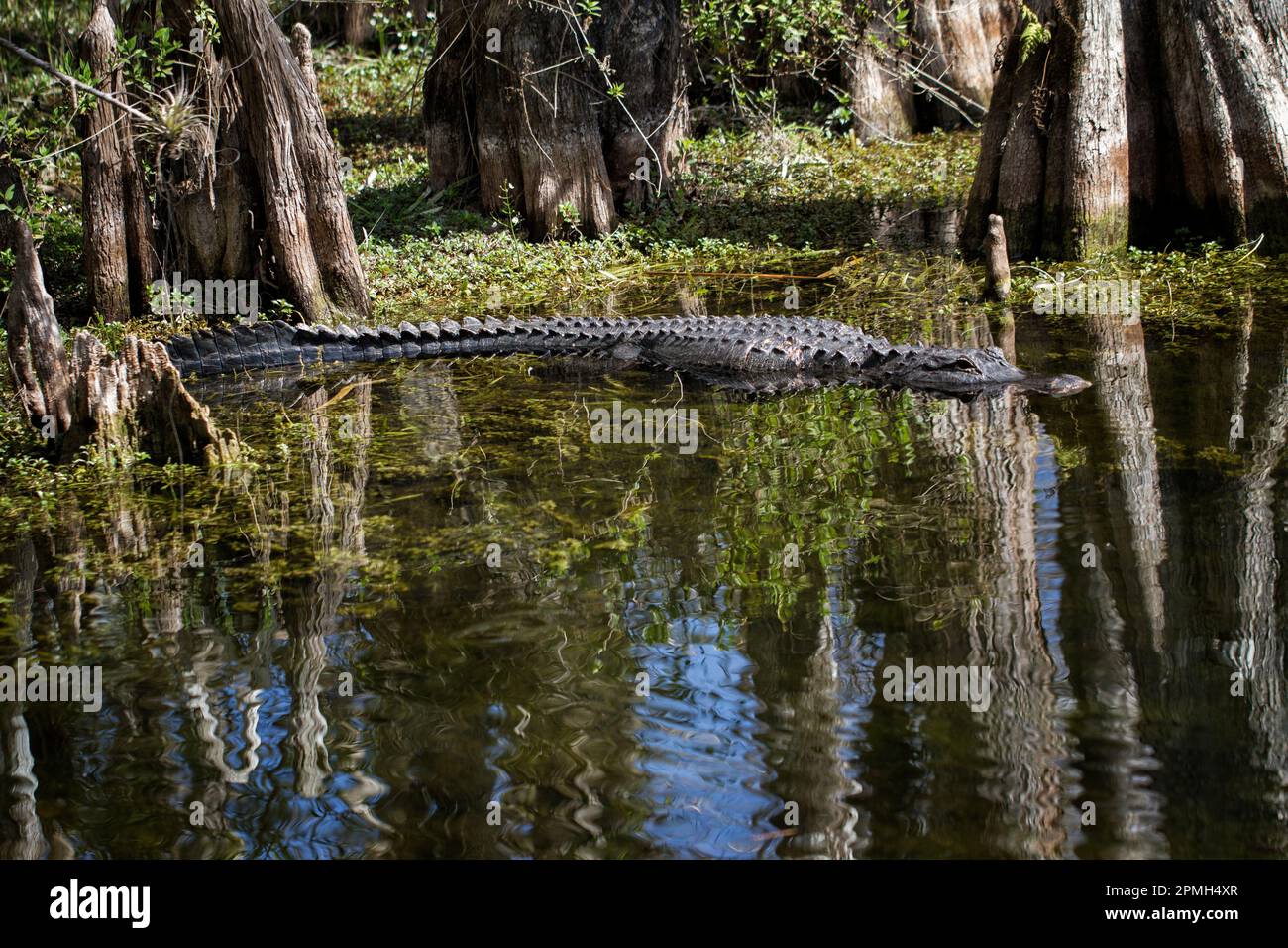 American Alligator glides beneath cypress canopy amid evocative cypress knees and refelctions in Florida's Big Cypress Preserve Stock Photo