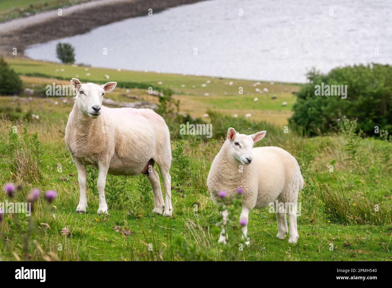 Sheep and lamb standing in a meadow with thistles in the Highlands, Scotland, UK Stock Photo