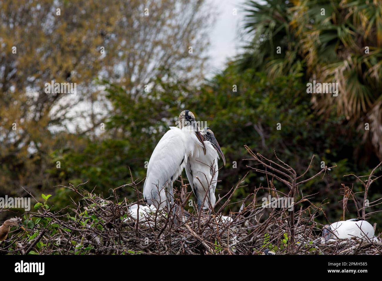 Woodstork pair in nesting colony against a backdrop of cypress and sabal palms in Florida wetland Stock Photo