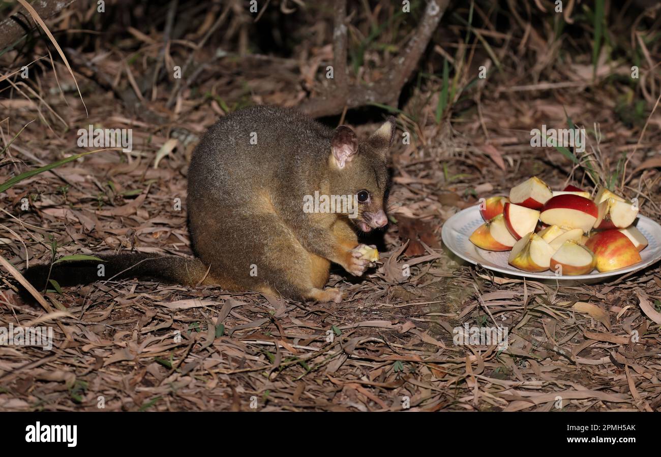 Common Brushtailed Possum (Trichosurus vulpecula vulpecula) adult eating apples in suburban
