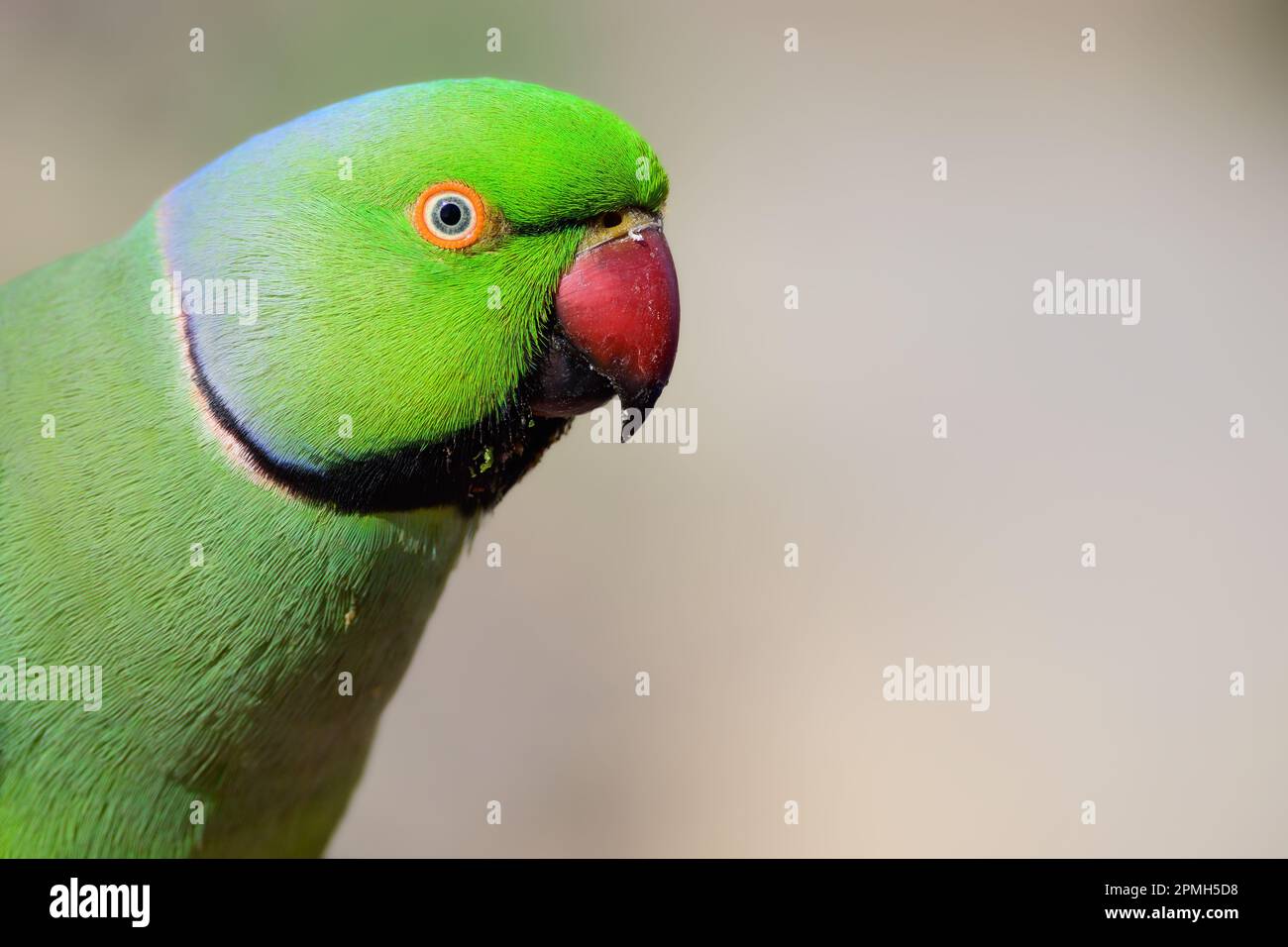 Rose-ringed parakeet. Close up portrait of green tropical parrot bird. Soft bokeh background, copy space. In the wild, Fuerteventura, Spain. Stock Photo