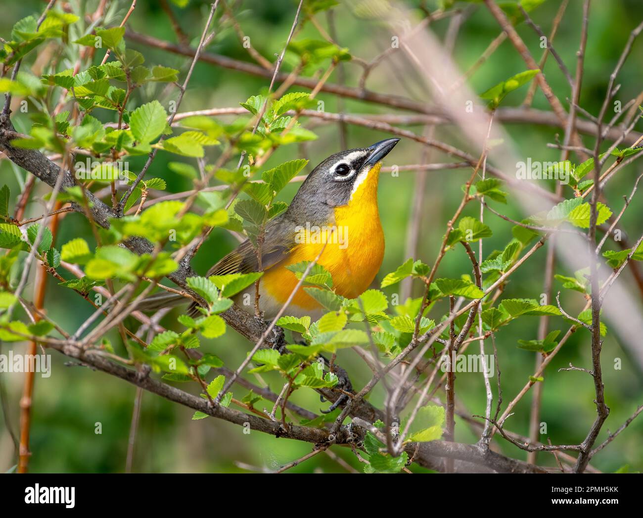 A beautiful Yellow-breasted Chat sulking in the low bushes of a