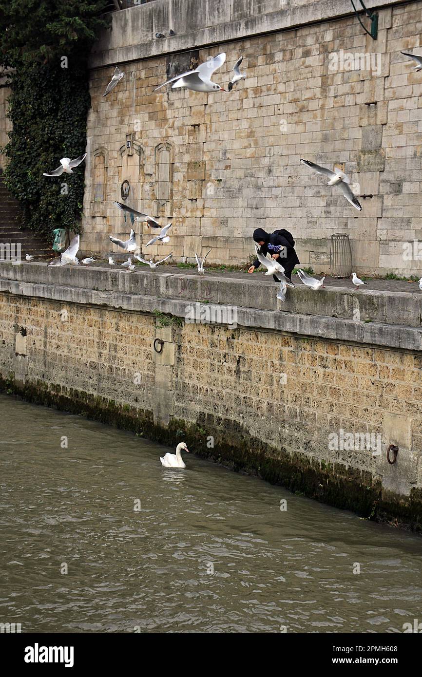 PARIS, FRANCE - DECEMBER 2, 2017  feeding the gulls and swans on the banks of the River Seine Stock Photo