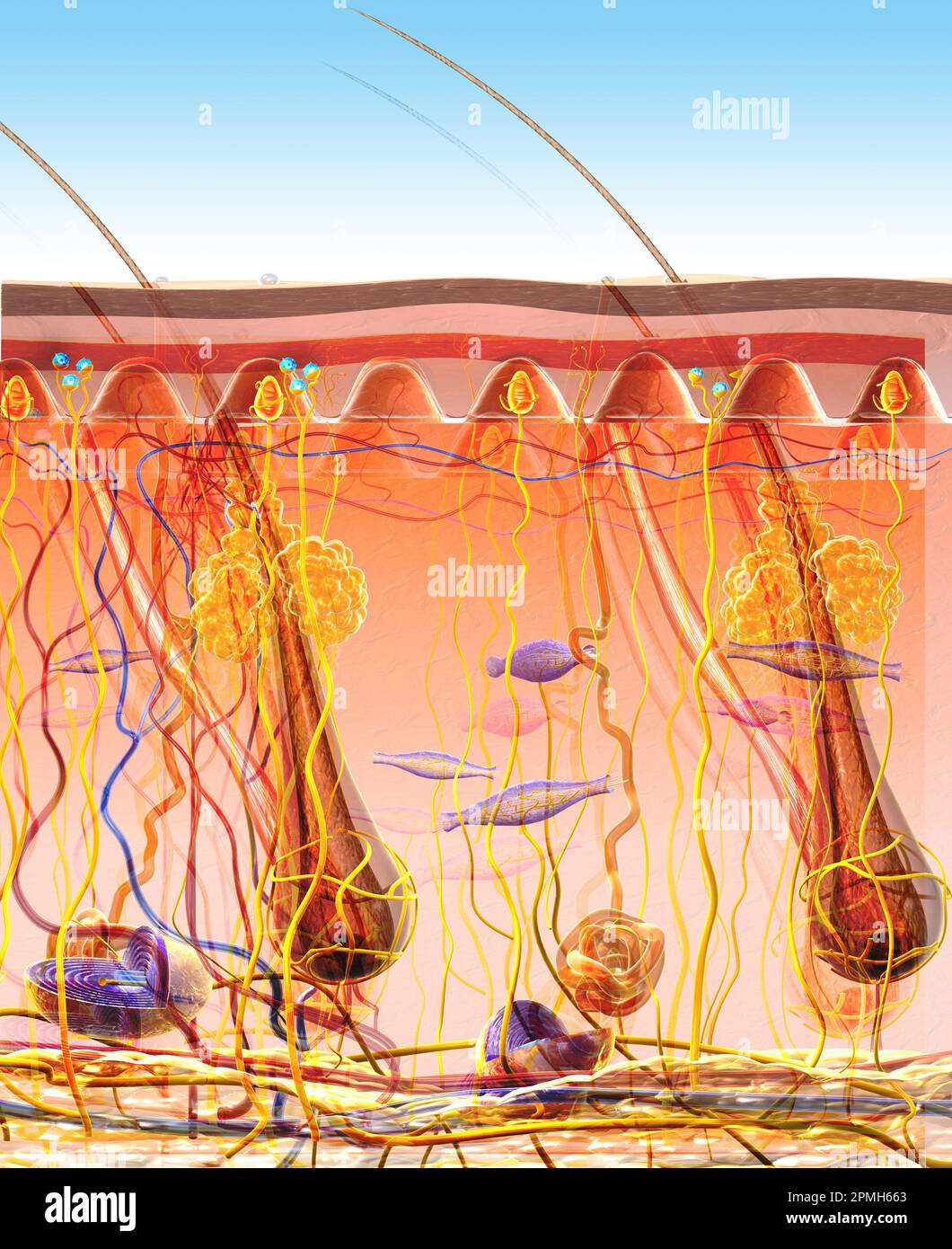 3D Illustration showing sensory receptors in skin with layer, nerves ...