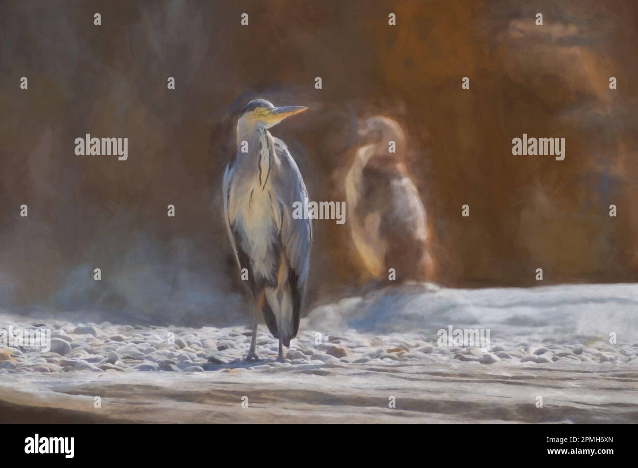 Digital painting of a single Grey Heron has flown in to share the Penguins feeding time at the zoo. Stock Photo