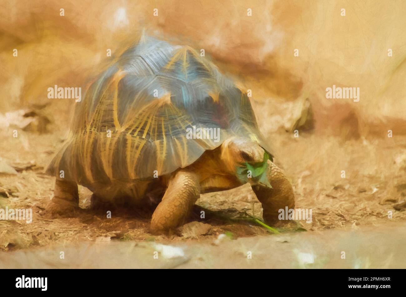Digital painting of an isolated, captive radiated tortoise eating a leaf at the wildlife park. Stock Photo