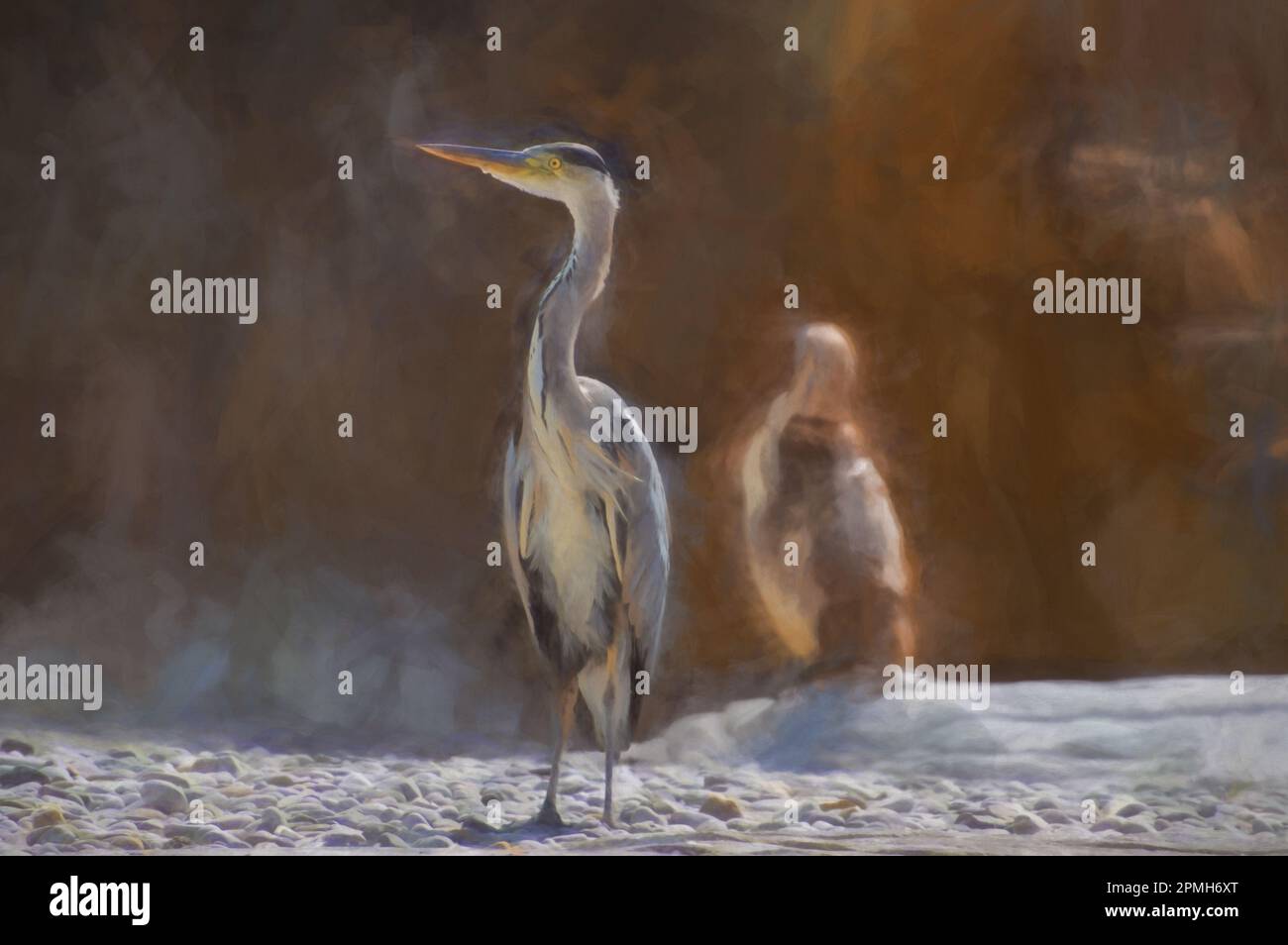 Digital painting of a single Grey Heron has flown in to share the Penguins feeding time at the zoo. Stock Photo
