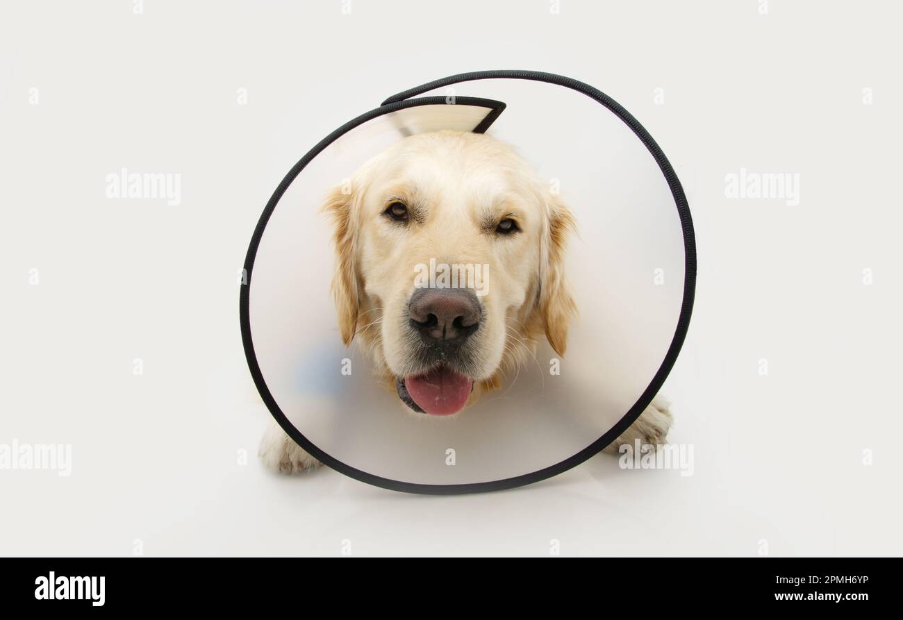 Golden retriever dog after surgery wearing a cone. puppy sick, ill or