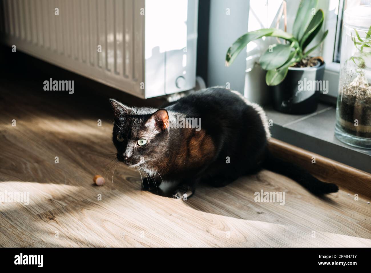 Is sausage bad for cheap cats
