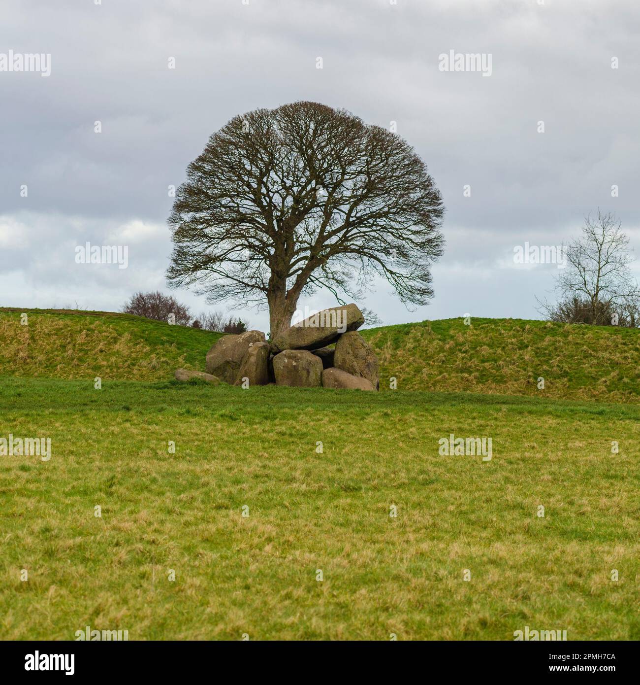 Giants Ring neolithic burial ground near Belfast with a London plane tree in the background Stock Photo