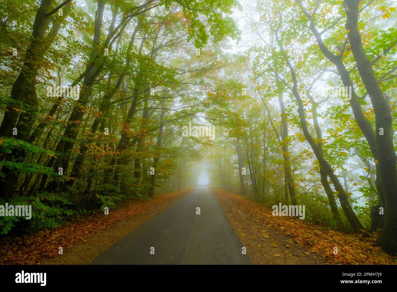 Straße durch mystischen Wald Stock Photo