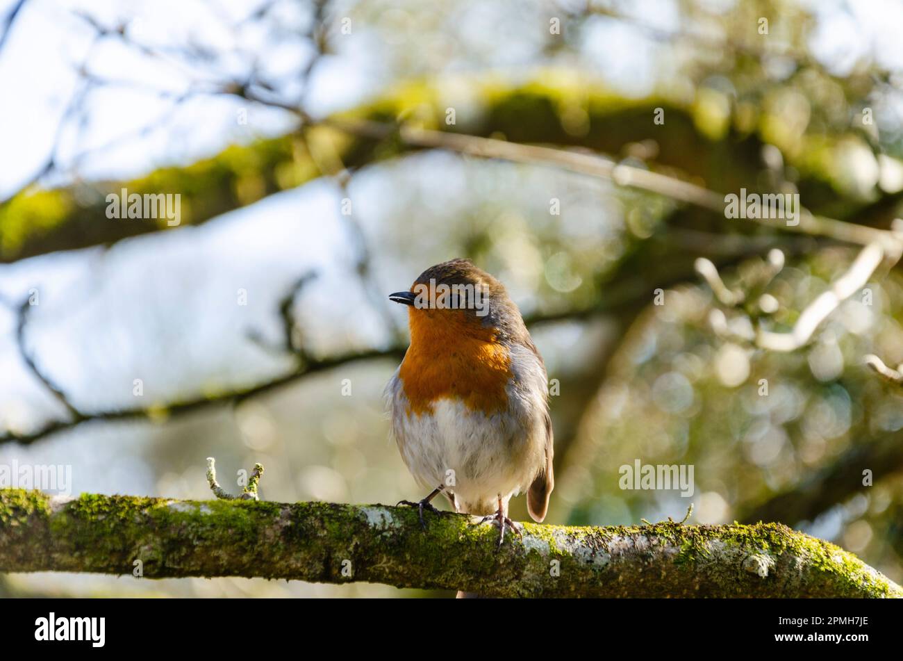 Robin redbreast sitting on a branch Stock Photo