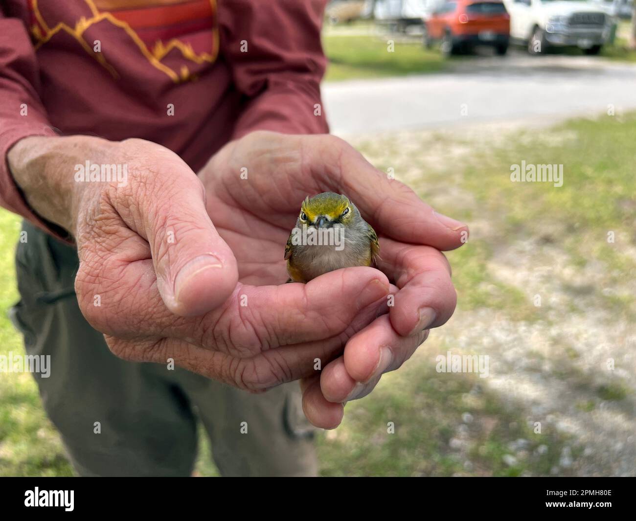 A fledging bird is helped by a senior man and his helping hands. Stock Photo