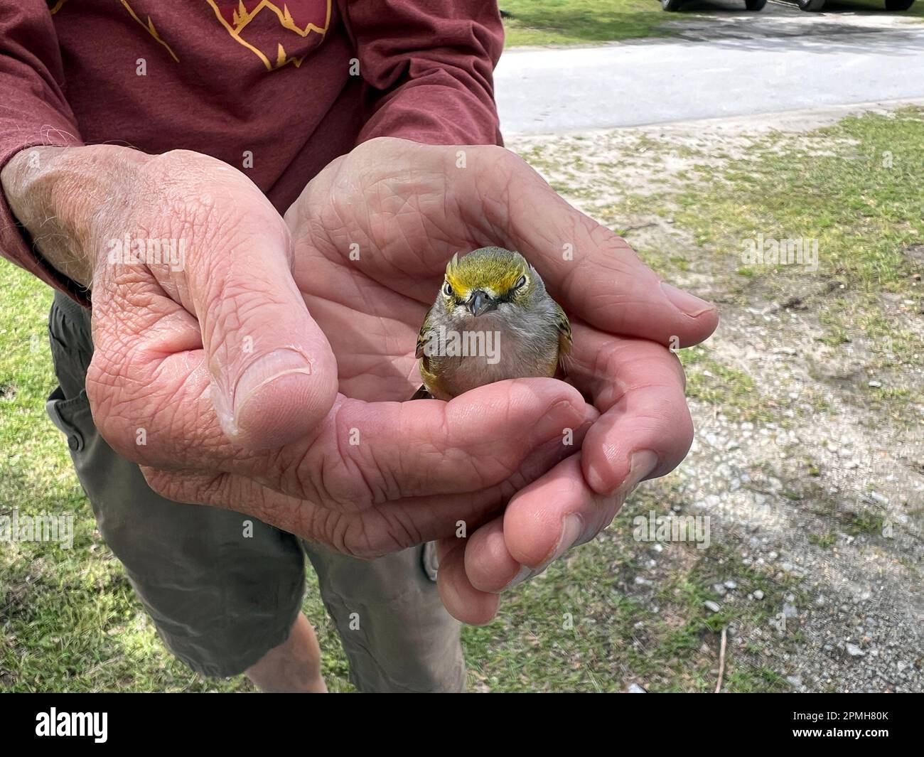 A fledging bird is helped by a senior man and his helping hands. Stock Photo