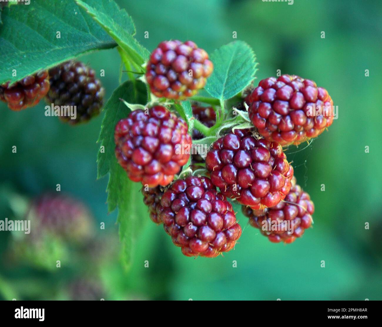 On the branch bush ripen the blackberries (Rubus fruticosus) Stock Photo