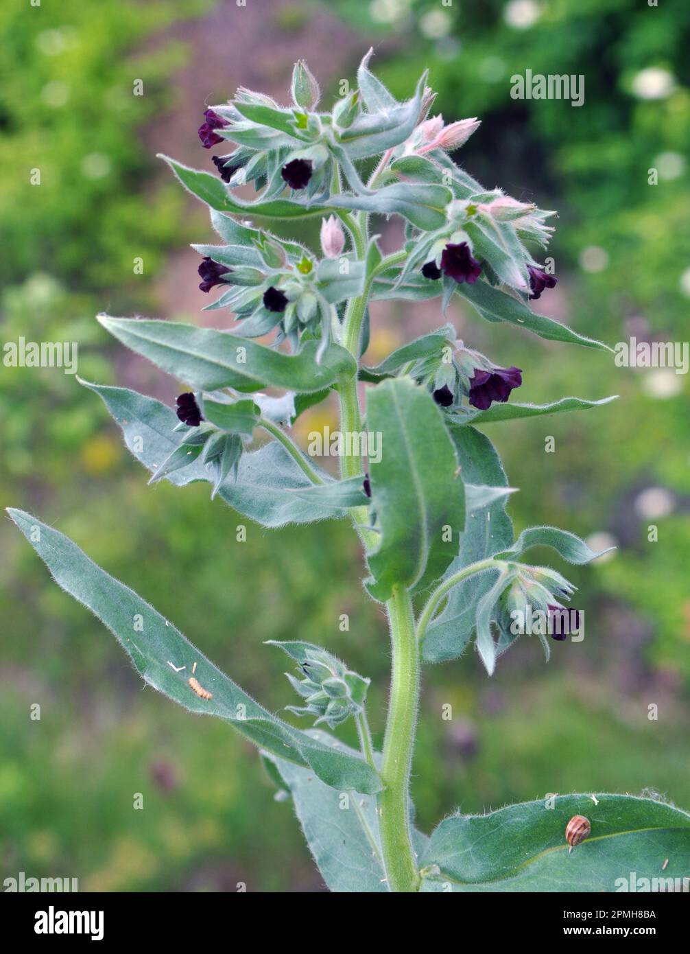 Among the herbs in the wild, nonea pulla blooms Stock Photo