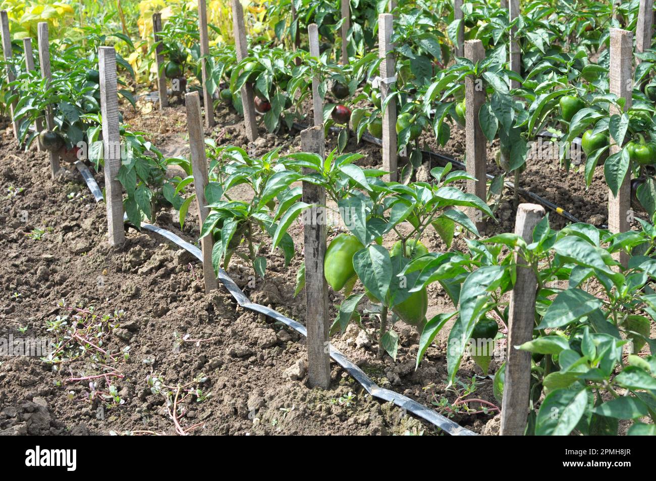 Drip irrigation of vegetable crops growing in organic open ground Stock