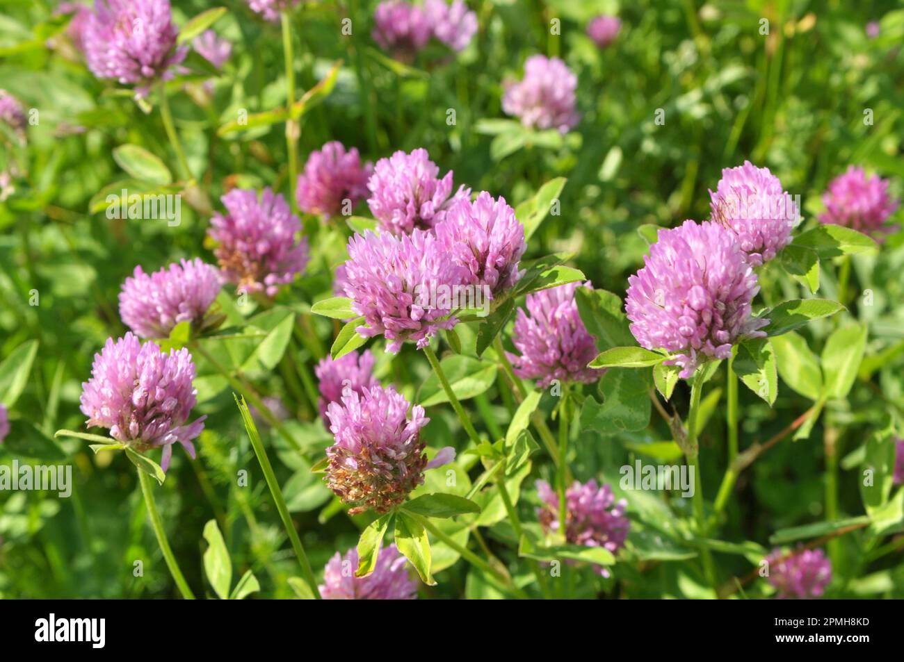 Clover (Trifolium pratense) grows in the meadow among wild grasses
