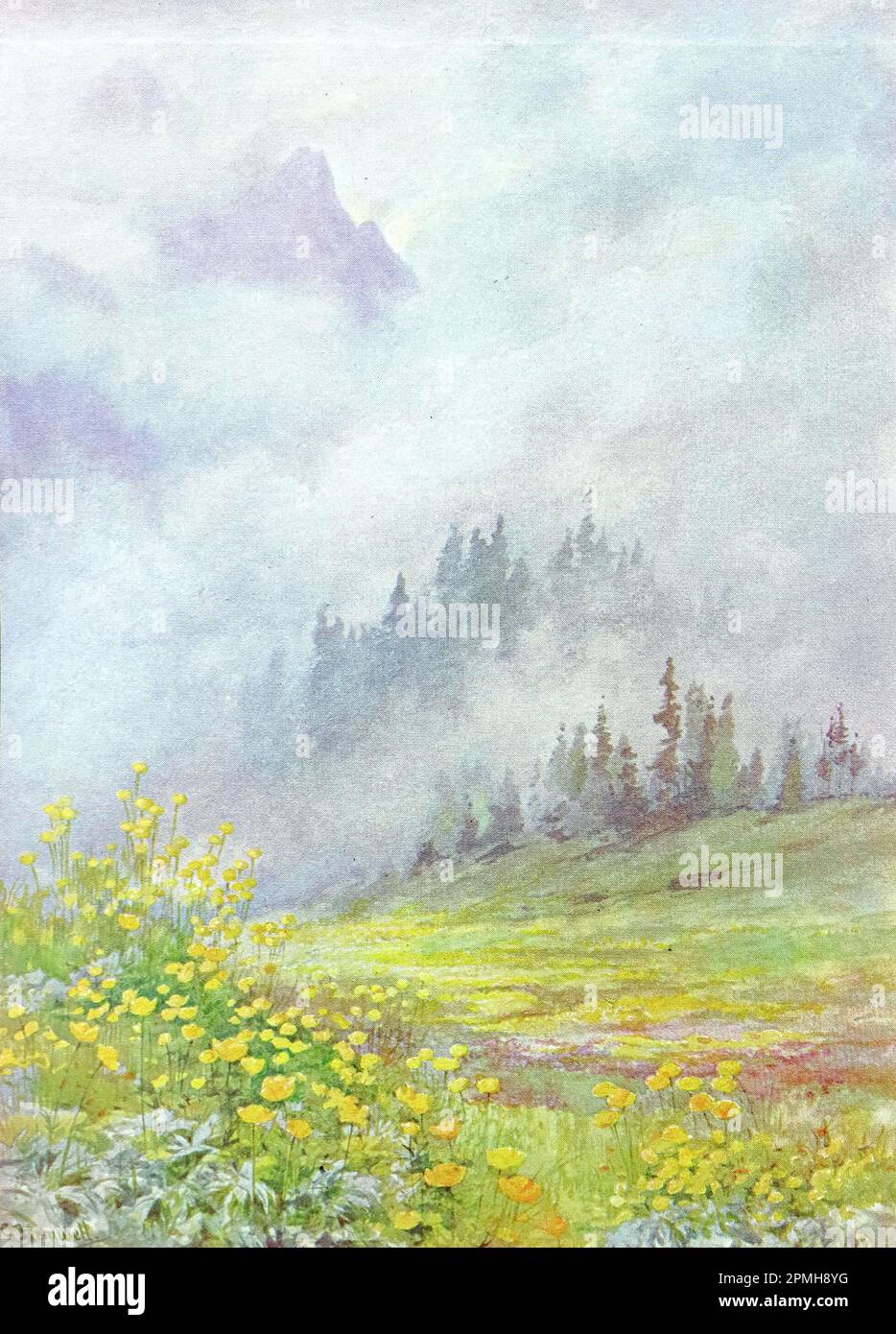 Trollius Europaeus, the Globe Flower, on the cloud swept fields in early June. From: 1911, G. Flemwell. The Flower Fields of Alpine Switzerland Stock Photo