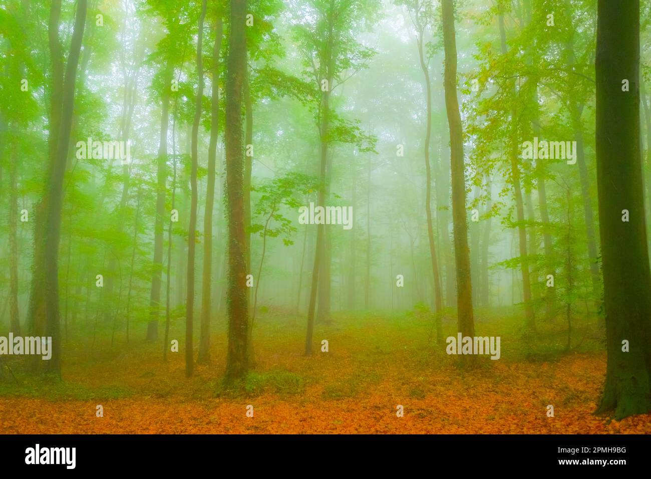 mystischer nebliger Wald Stock Photo