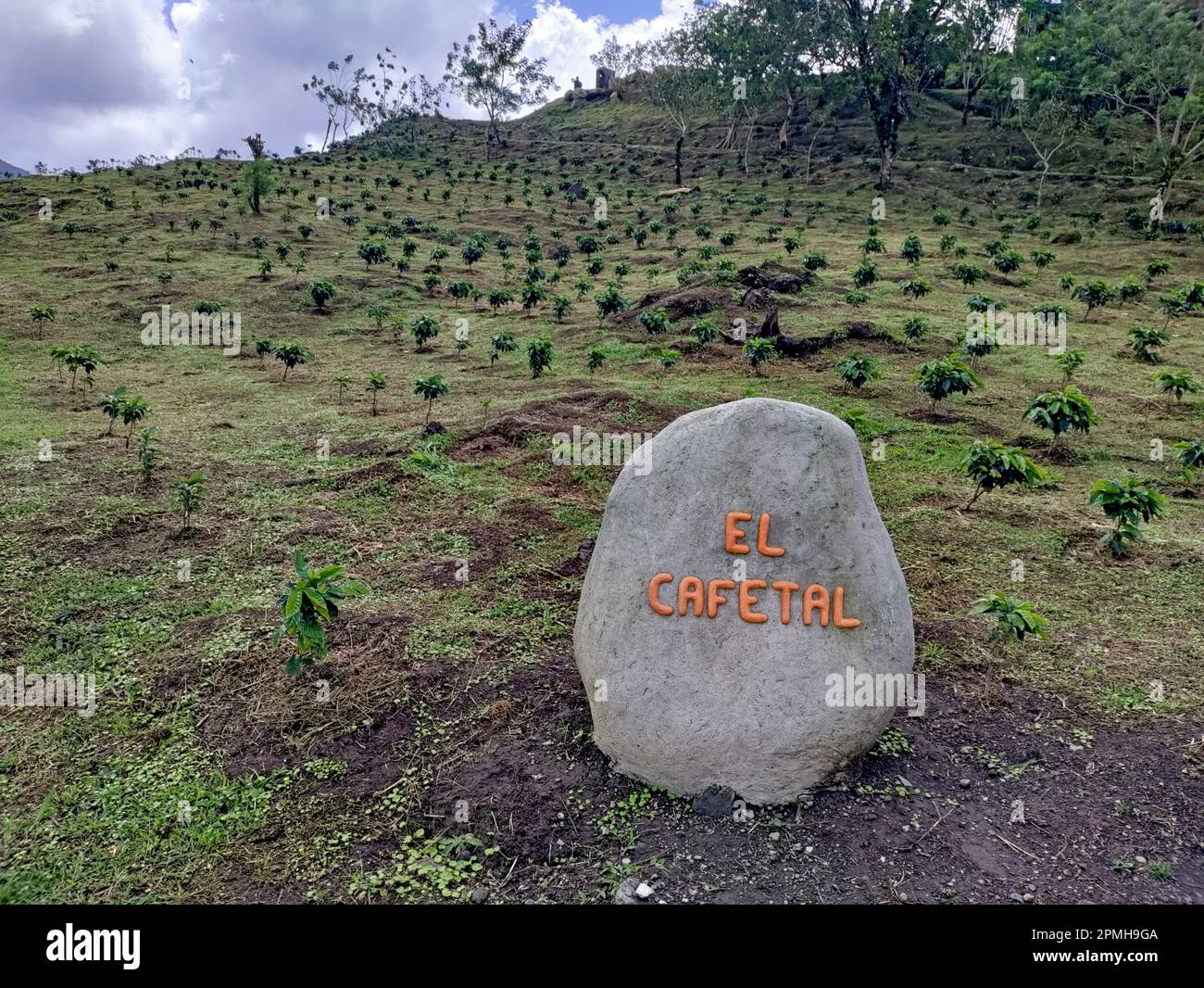 Arenal Volcano National Park, Costa Rica - New coffee trees growing
