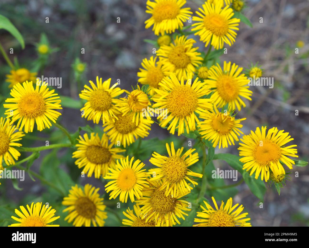In the summer, the wild medicinal plant Inula blooms in the wild Stock Photo