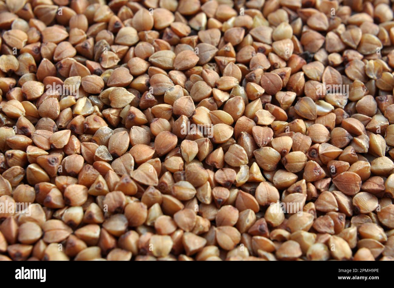 Background from dry threshed grains cereals buckwheat Stock Photo Alamy