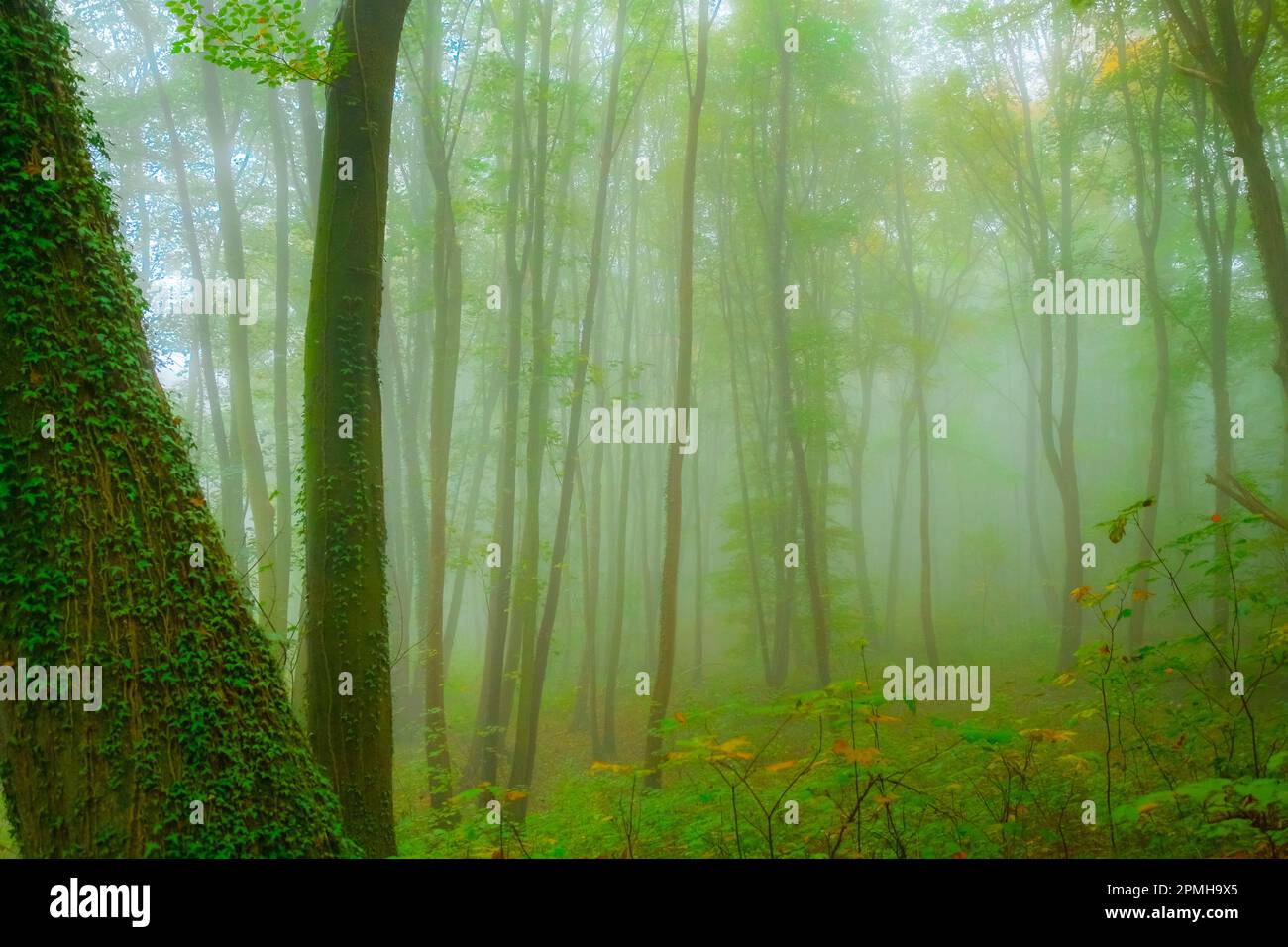 mystischer verwunschener Wald Stock Photo