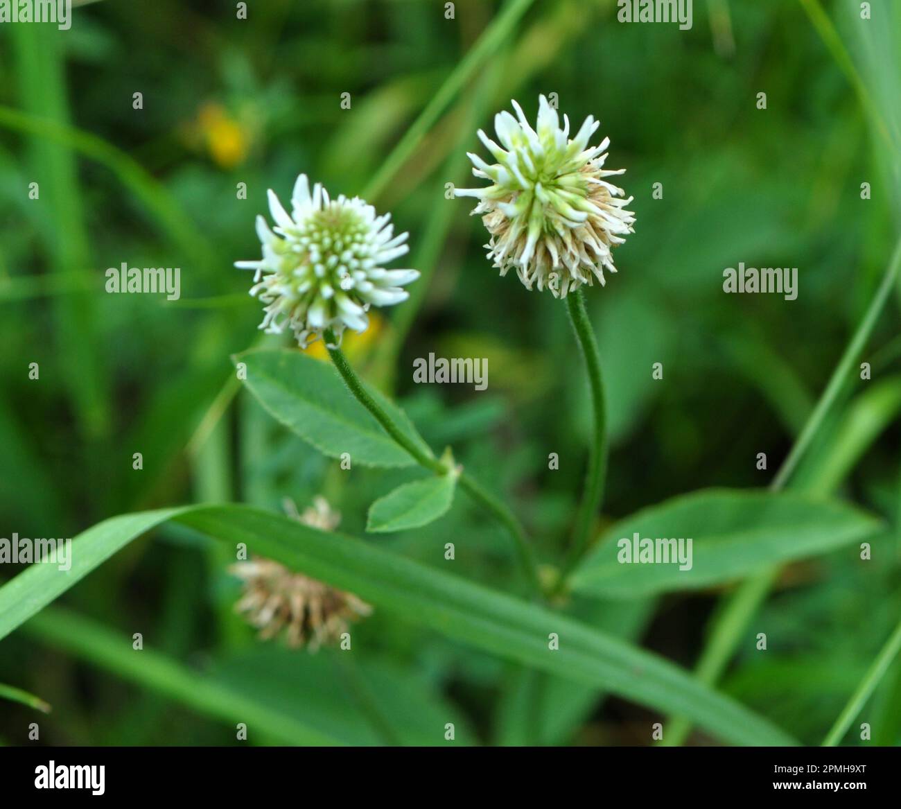 In the wild, mountain clover (Trifolium montanum) grows among the grasses Stock Photo