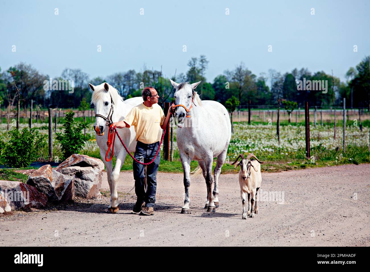 Farmer with 2 horses and a goat, Alsace, France Stock Photo Alamy