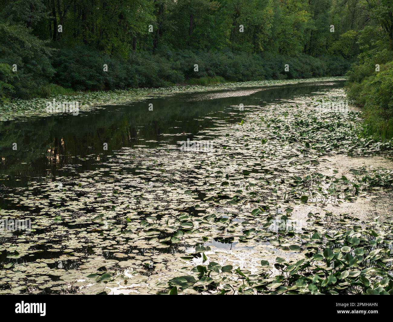 Narrow Dnipro river bay covered by large green lily leaves and surrounded by dense thickets on a murky gloomy day in Kyiv, Ukraine. Stock Photo