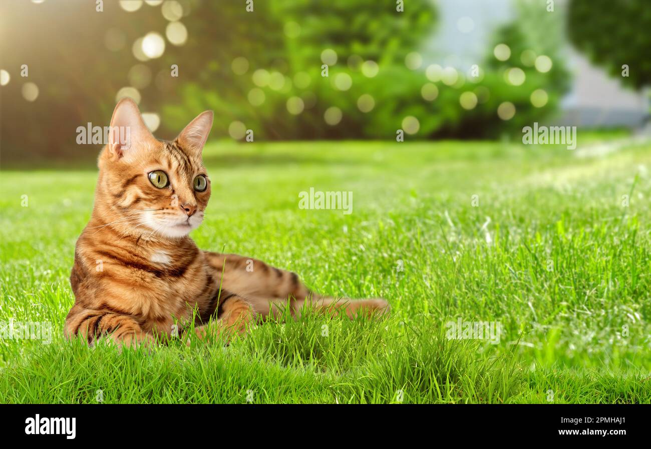 Portrait of a young bengal cat in the grass. Copy space. Stock Photo