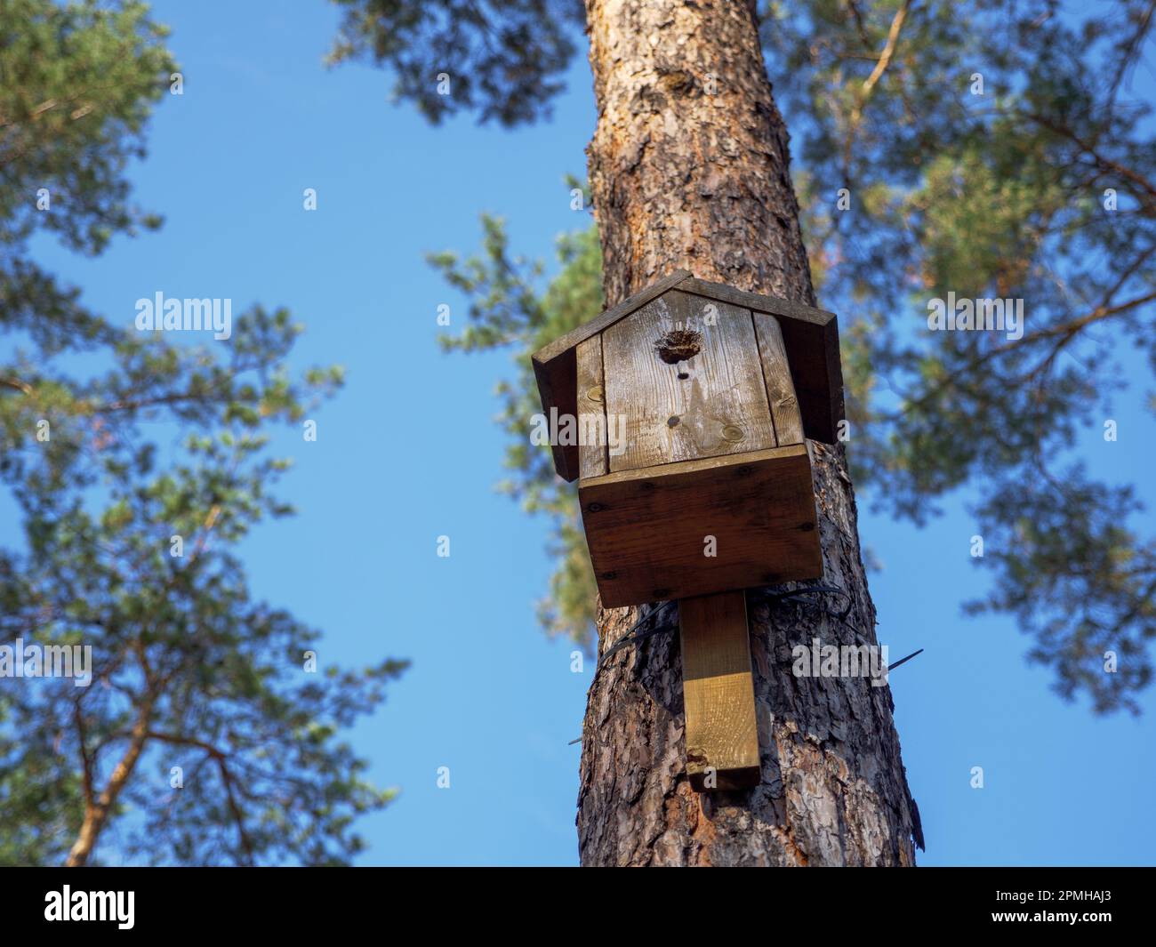 Simple handmade wooden bird nesting box on a pole on a tall straight pine tree with beautiful textured bark of a trunk in a city park. Birdhouse. Stock Photo