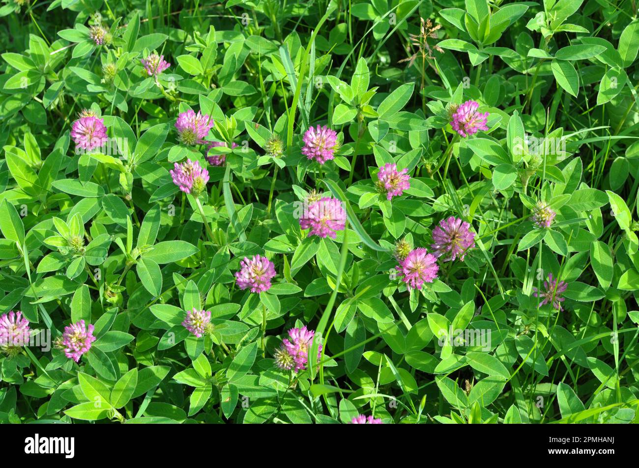 In the meadow, among the wild grasses blooms clover (Trifolium medium