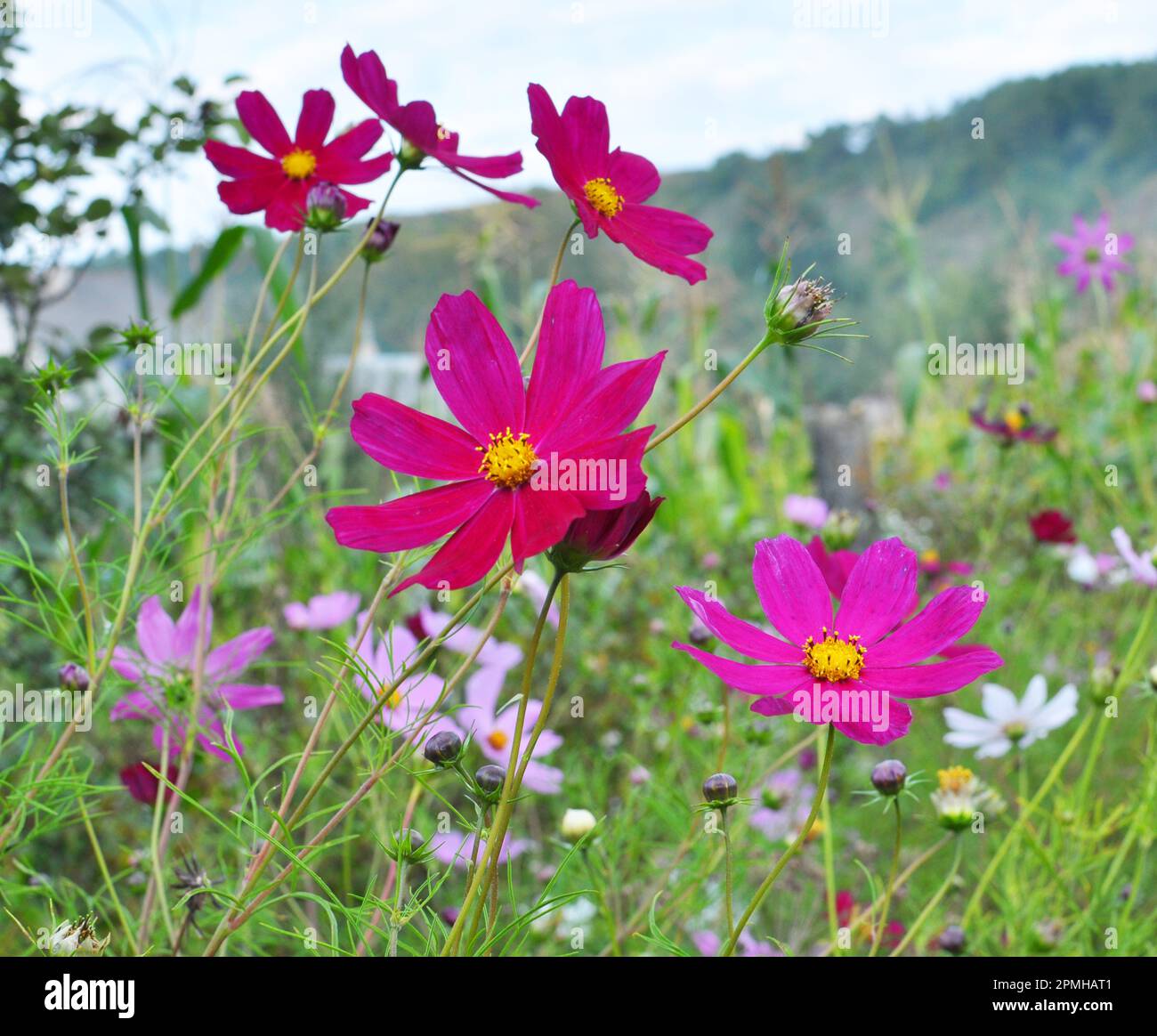 Decorative Cosmos flowers bloom in nature in the flower garden Stock
