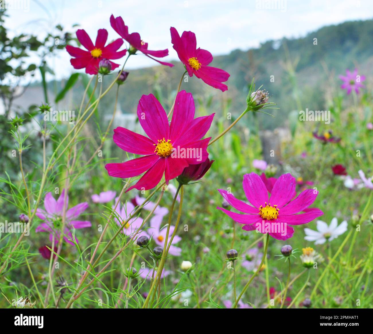 Decorative Cosmos flowers bloom in nature in the flower garden Stock Photo