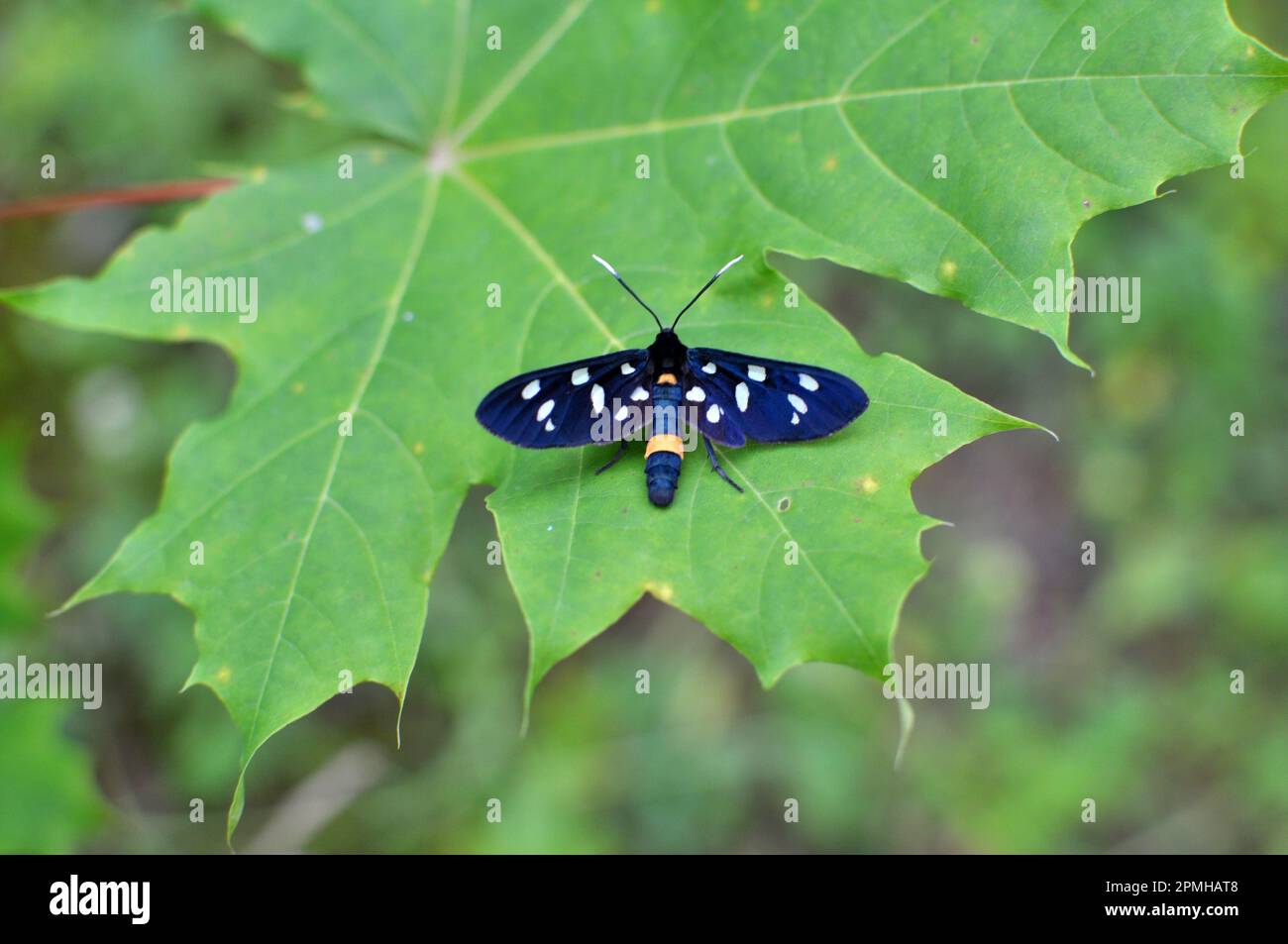 In the wild on the plant butterfly Amata phegea Stock Photo