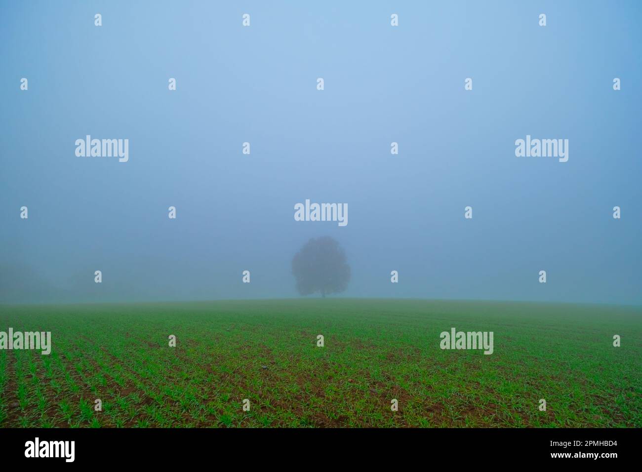 weites nebliges Feld Stock Photo