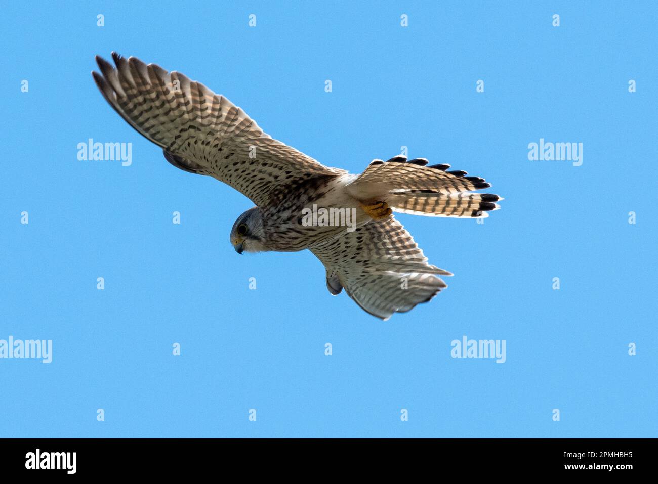 A kestrel hovering in a bright blue sky Stock Photo