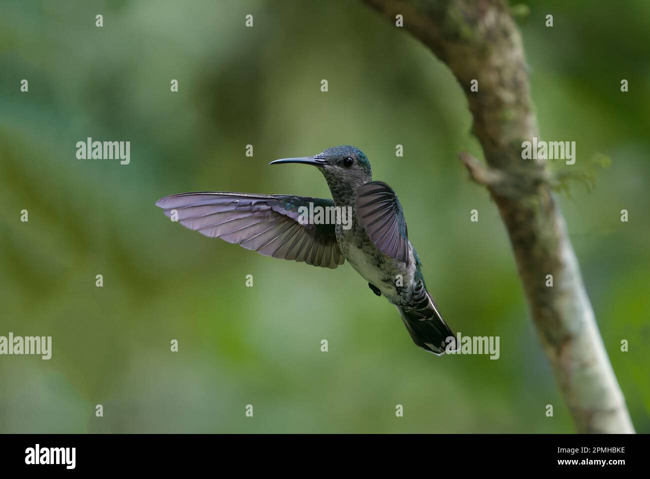 Female white necked Jacobin (Florisuga Mellivora), a type of ...