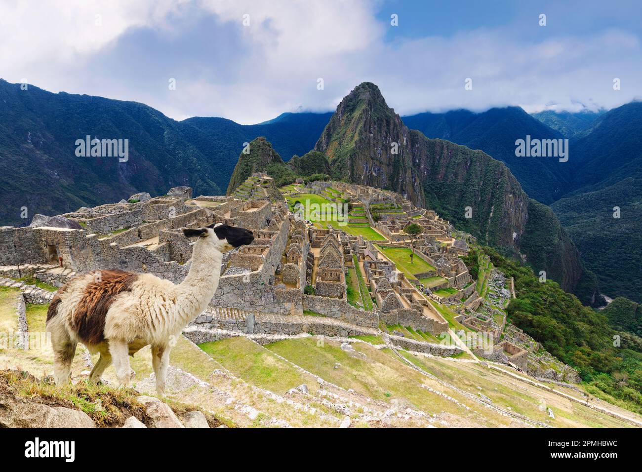 Machu Picchu, with llama in front of the ruined city of the Incas with Mount Huayana Picchu, Andes Cordillera, Urubamba province, Cusco, Peru Stock Photo