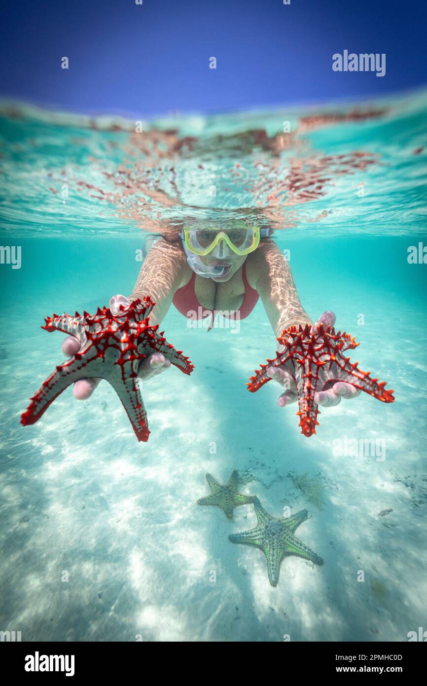 Woman holding two red starfish snorkeling in the turquoise sea in summer, Zanzibar, Tanzania, East Africa, Africa Stock Photo