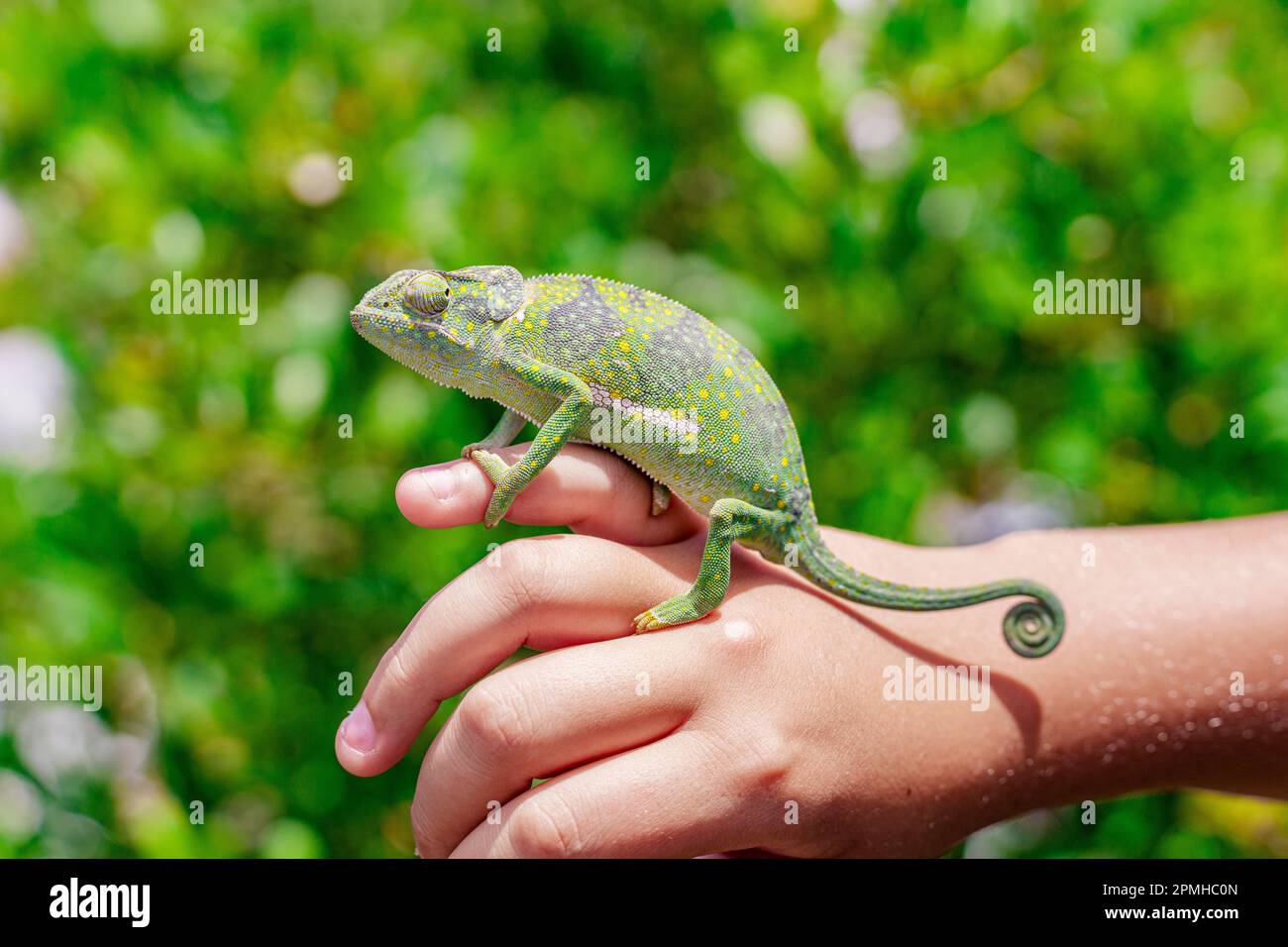Colorful chameleon resting on a little boy's hand, Zanzibar, Tanzania, East Africa, Africa Stock Photo