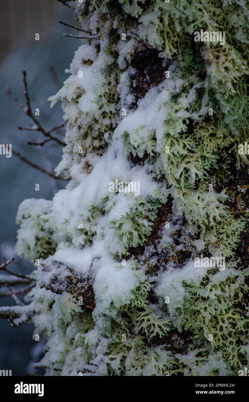 Lichens on an oak tree hi-res stock photography and images - Alamy