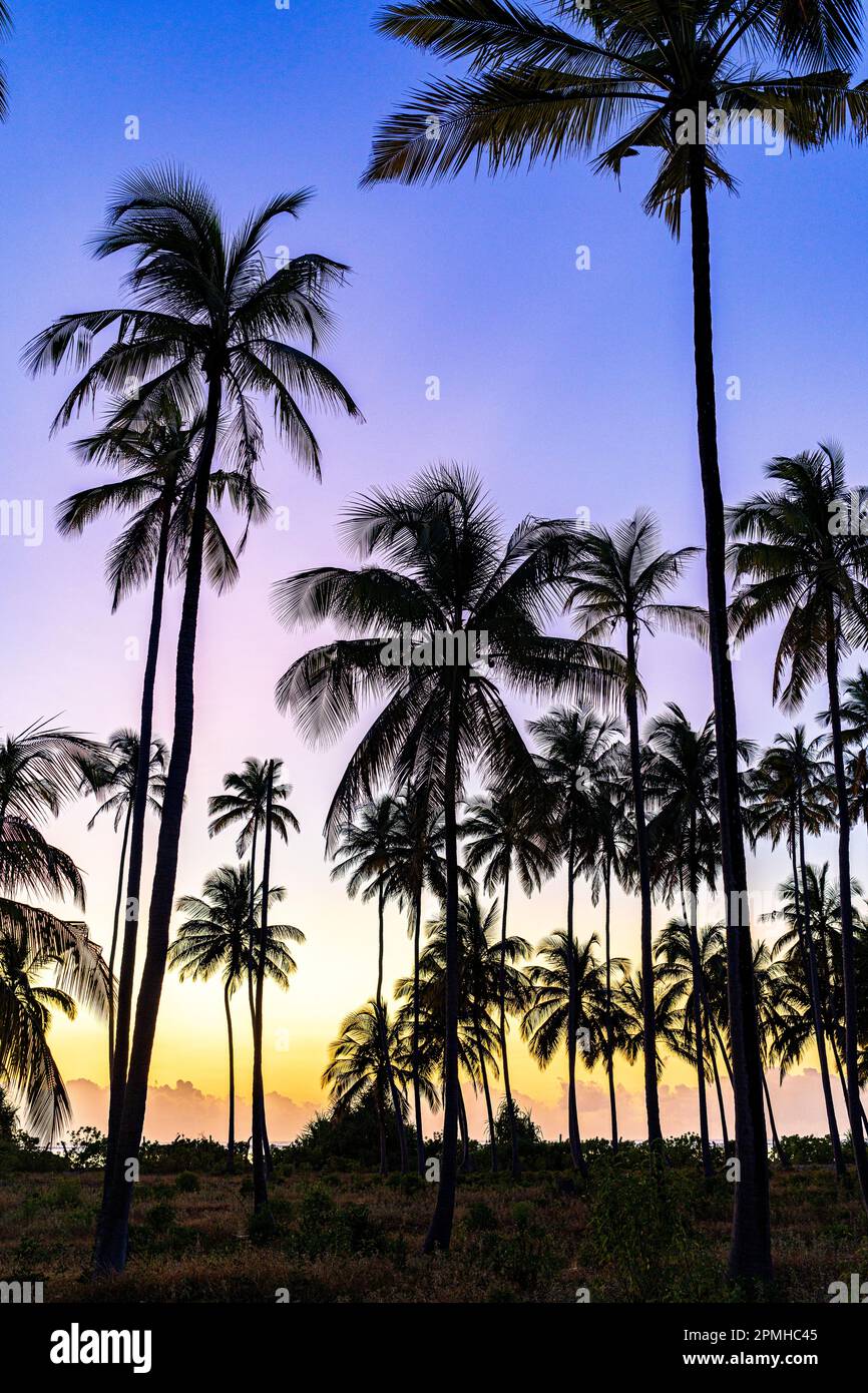 Silhouettes of palm trees under the romantic sky at dawn, Zanzibar