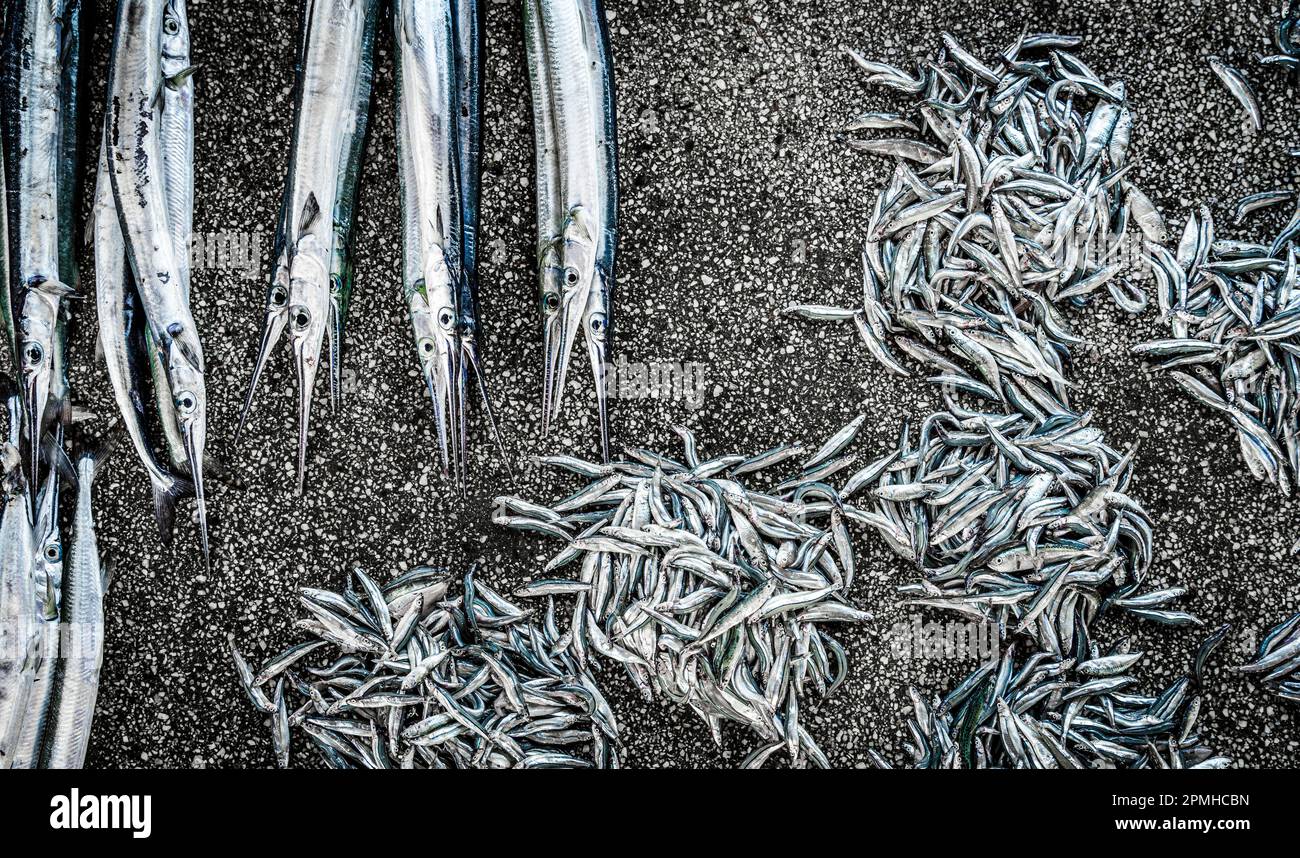 Fish market, Mkokotoni, Zanzibar, Tanzania, East Africa, Africa Stock