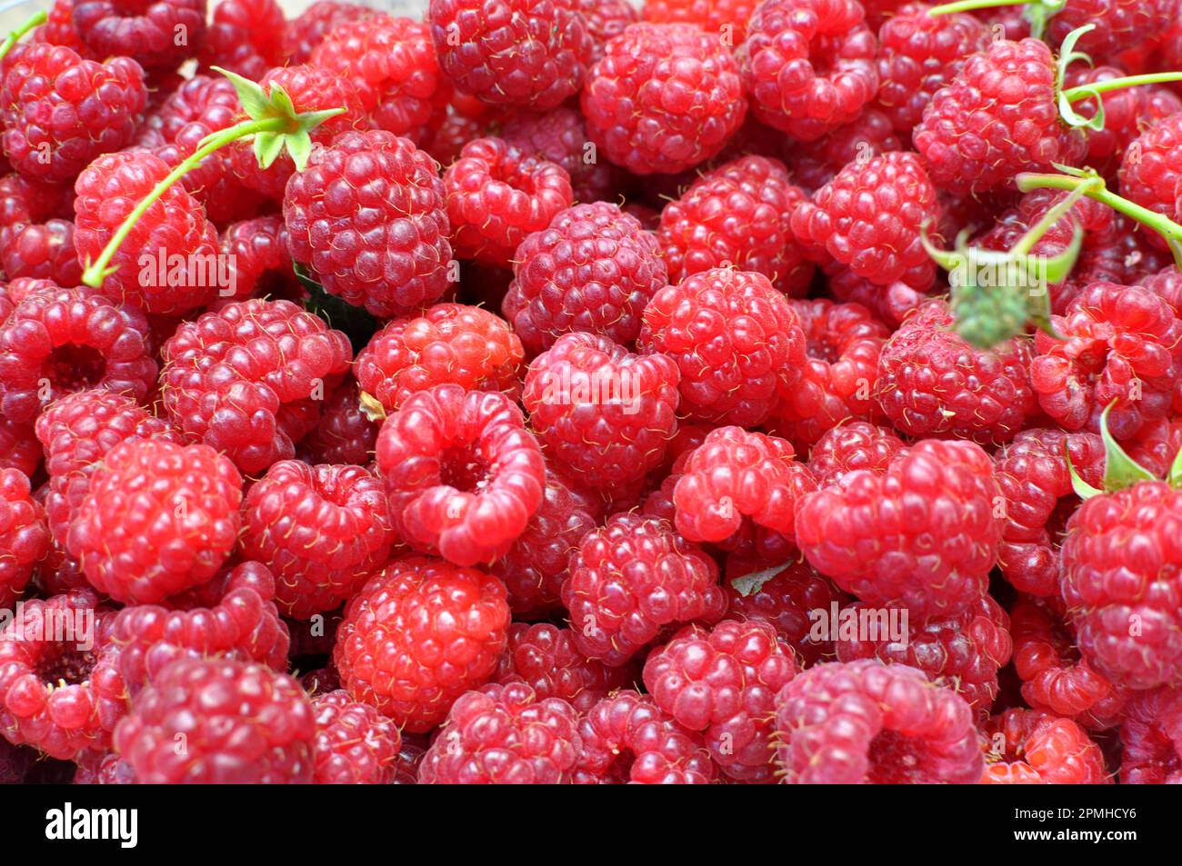 Harvested Raspberry Fruit background from harvested and ripe raspberries Stock Photo - Alamy