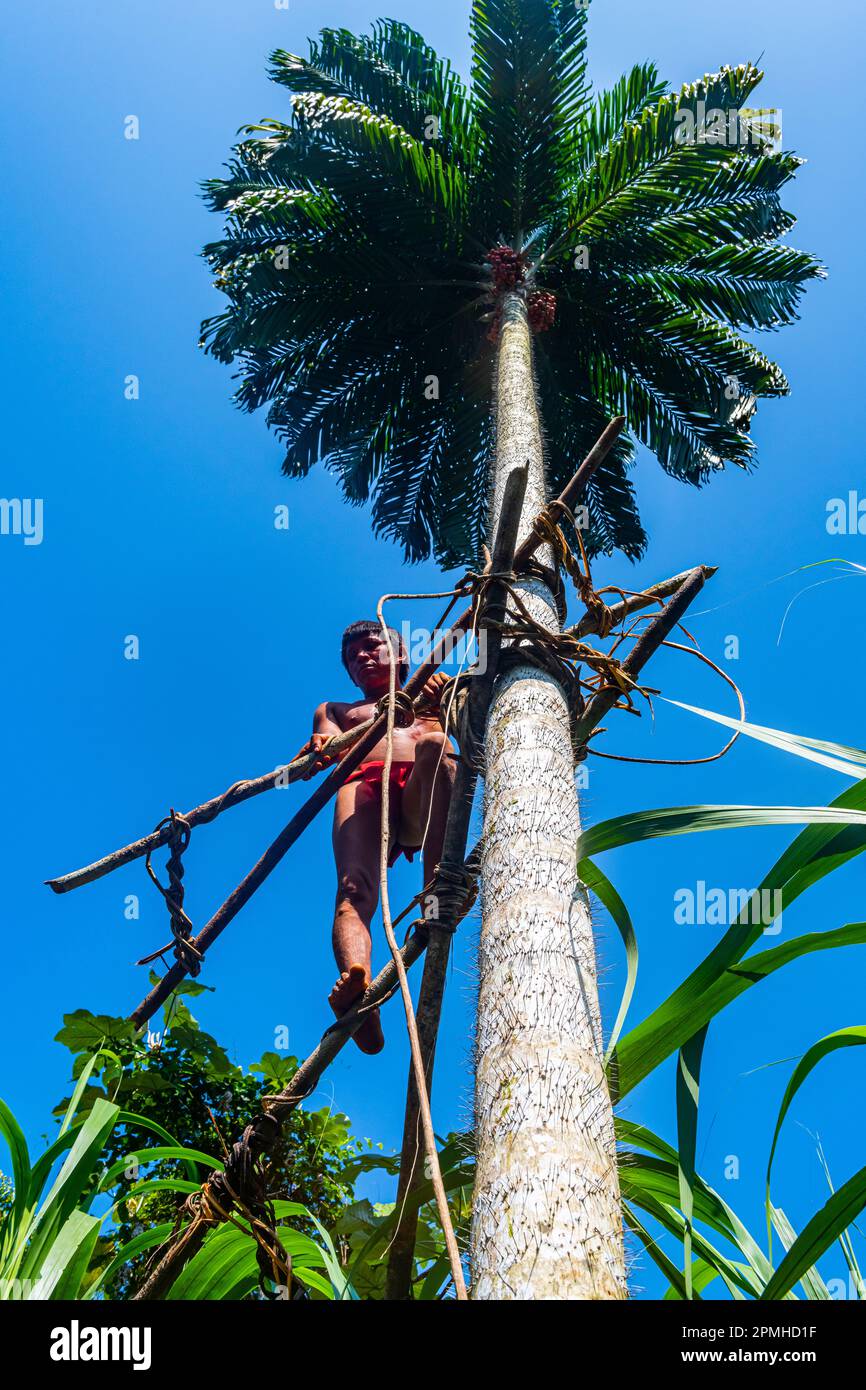 Yanomami man climbing with a bamboo construction on a spike tree, Yanomami tribe, southern Venezuela, South America Stock Photo