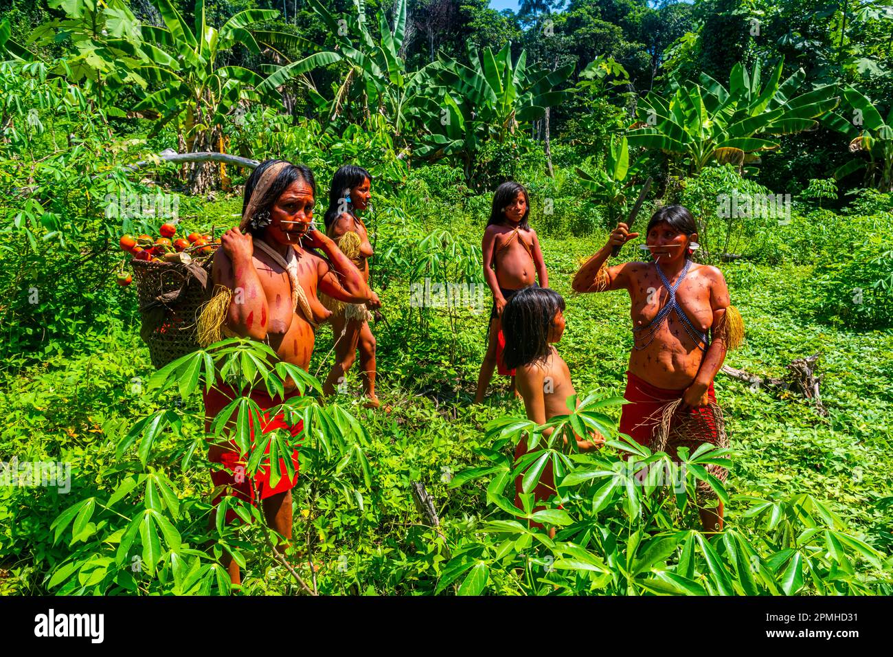 Women standing in a Yam field, Yanomami tribe, southern Venezuela, South America Stock Photo